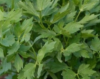 Semillas de apio de monte (Levisticum officinale)