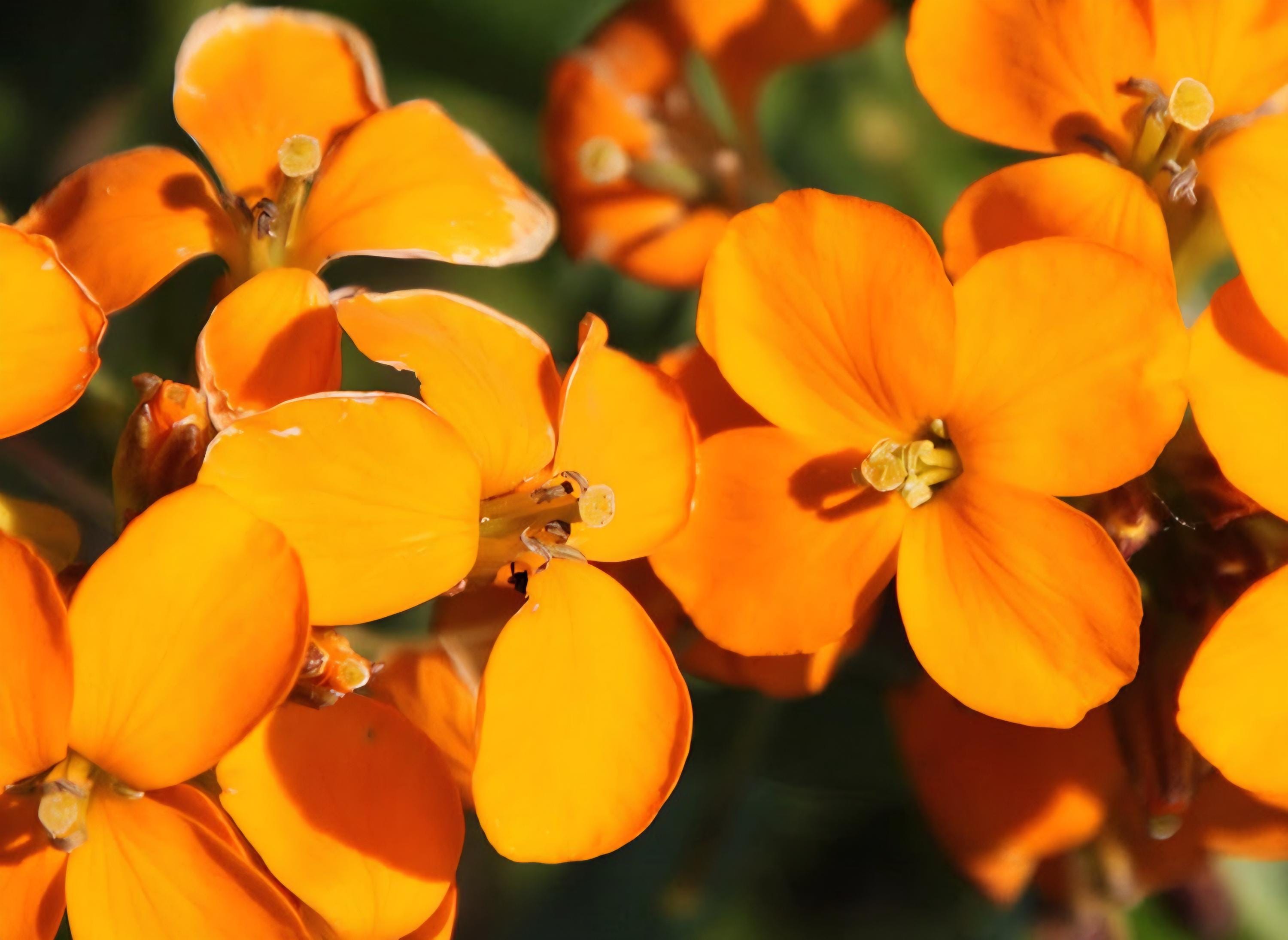 Erysimum x cheiri | muurbloem - Hortus Alkmaar