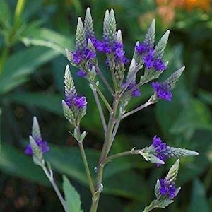 Blauwe ijzerkruid (verbena hastata) zaden
