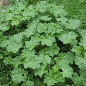 May include: A close-up of a patch of green leafy plants with large, lobed leaves. The plants are growing in a garden setting.