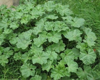 タンポポの種（Taraxacum officinale） - Etsy 日本