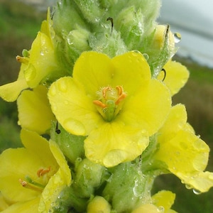 Mullein Seed, (Verbascum Thapsus)