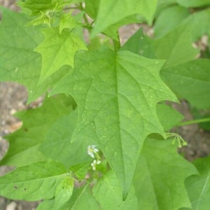 Puede incluir: Primer plano de hojas de color verde brillante con una forma lobulada distintiva. Las hojas tienen una superficie ligeramente texturizada y están dispuestas en un patrón natural. Pequeñas flores blancas son visibles entre las hojas.