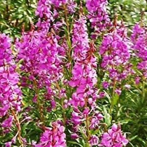Fireweed SEEDS (Epilobium angustifolium). Willowherb, willow herb