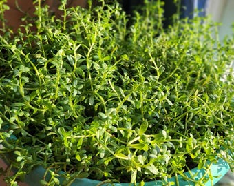 タンポポの種（Taraxacum officinale） - Etsy 日本