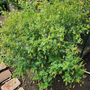 Astragalus seeds (astragalus membranaceus)