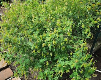 Astragalus seeds (astragalus membranaceus)