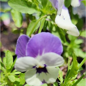 Light purple and White Violet (Viola), Johnny Jump Up SEEDS