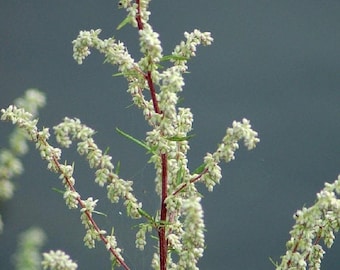 Mugwort (Artemisia vulgaris) SEEDS