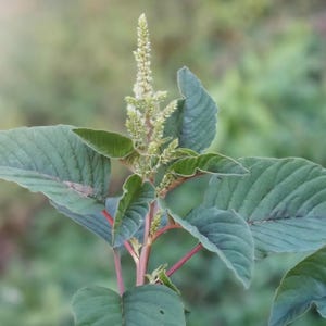 Green Amaranth, common (Amaranthus viridis) Seeds