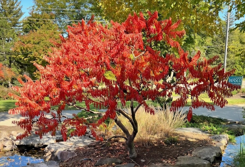 Staghorn Cutleaf Sumac 'tigereyes' (rhus Typhina),seeds - Etsy