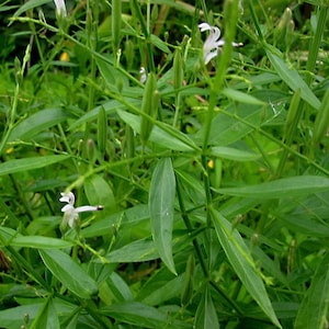 May include: Close-up of green plants with long, slender leaves and small white flowers. The image shows a dense cluster of vegetation, with the leaves and stems in varying shades of green. Some seed pods are also visible.