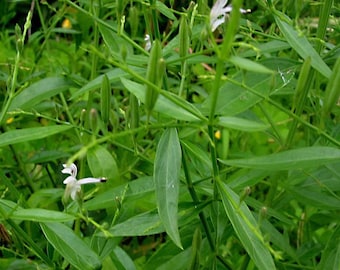 Andrographis, koning der bitters, groene chiretta ZADEN (Andrographis paniculata) Kalmegh, Chuan-xin-lian