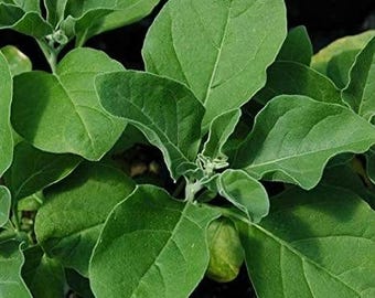 Ashwagandha (Withania somnifera) GRAINES