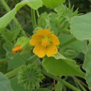 Puede incluir: Primer plano de una vibrante flor amarilla con un centro prominente, rodeada de hojas y capullos verdes. La flor tiene cinco pétalos y un centro texturizado. La imagen captura los detalles de la estructura de la planta.