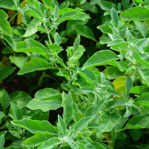 Ashwagandha (Withania somnifera) FRÖN bild 2