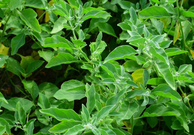 Ashwagandha (Withania somnifera) FRÖN bild 2