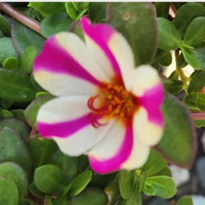 Pink Lady Portulaca Purslane (portulaca grandiflora) Flower SEEDS