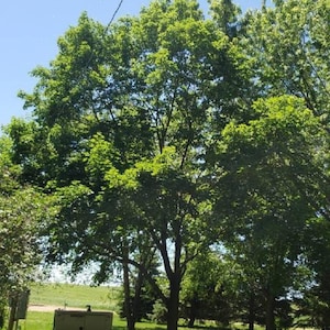 Maple Tree Seeds