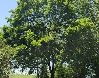 Columnar Sugar Maple (Acer saccharum 'Columnare') in Columbus Dublin Delaware Gr Columnar Sugar Maple (Acer saccharum 'Columnare') in Columbus Dublin Delaware Gr