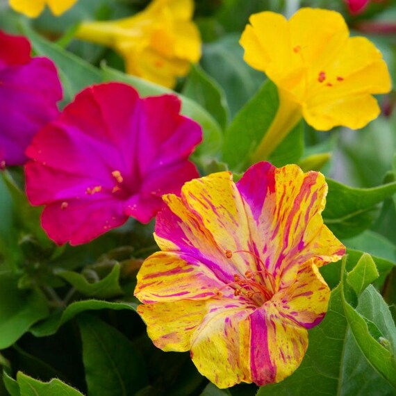 Broken Colors Four O'clock SEEDS (mirabilis Jalapa) - Etsy