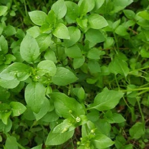 May include: A close-up of a patch of green leafy plants with small white flowers. The plants are growing in a natural setting, with some brown leaves and twigs visible in the background.