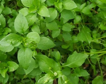 May include: A close-up of a patch of green leafy plants with small white flowers. The plants are growing in a natural setting, with some brown leaves and twigs visible in the background.