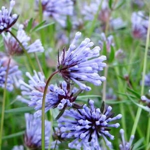Blue Woodruff (Aspetula orientalis) SEEDS