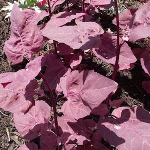 May include: Close-up of a plant with large, heart-shaped, burgundy leaves and stems. Water droplets are visible on the leaves. The plant is in a garden setting with dark mulch.