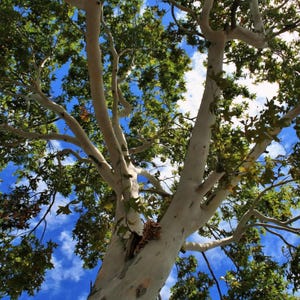 Cottonwood tree SEEDS (Populus deltoides)