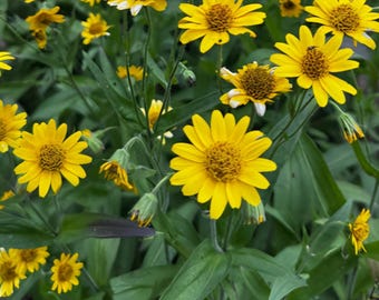 SEMILLAS de Árnica Montana, Árnica de montaña