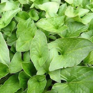 May include: Close-up of lush green leaves with a heart-like shape. The leaves have a smooth texture and are densely packed together, creating a vibrant, natural pattern. The image showcases a variety of green tones, highlighting the plant's freshness.