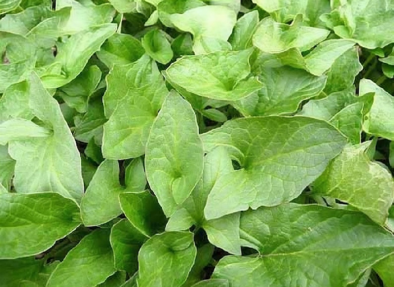 May include: Close-up of lush green leaves with a heart-like shape. The leaves have a smooth texture and are densely packed together, creating a vibrant, natural pattern. The image showcases a variety of green tones, highlighting the plant's freshness.