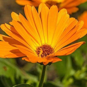 Calendula Seeds (Calendula officinalis)