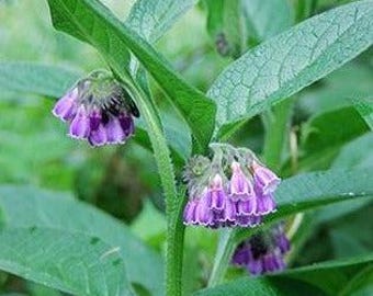 SEMILLAS de consuelda (symphytum officinale)