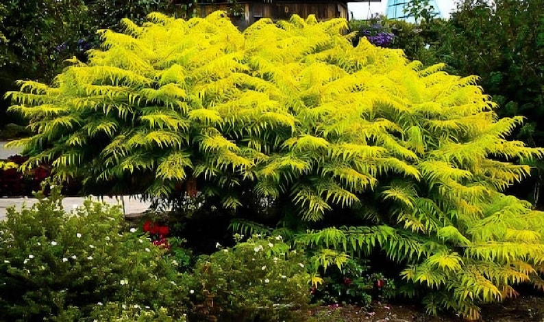 Staghorn Cutleaf Sumac 'tigereyes' (rhus Typhina),seeds - Etsy