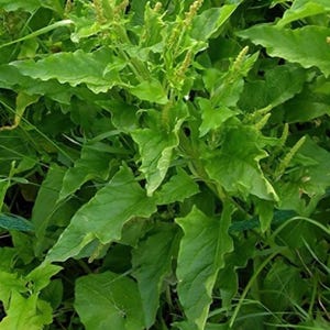 May include: A close-up shot of a vibrant green plant with large, textured leaves and small, yellow-green flower spikes. The plant appears to be growing in a natural outdoor setting, with other greenery visible in the background.