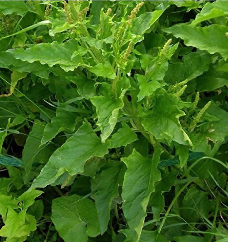 May include: A close-up shot of a vibrant green plant with large, textured leaves and small, yellow-green flower spikes. The plant appears to be growing in a natural outdoor setting, with other greenery visible in the background.
