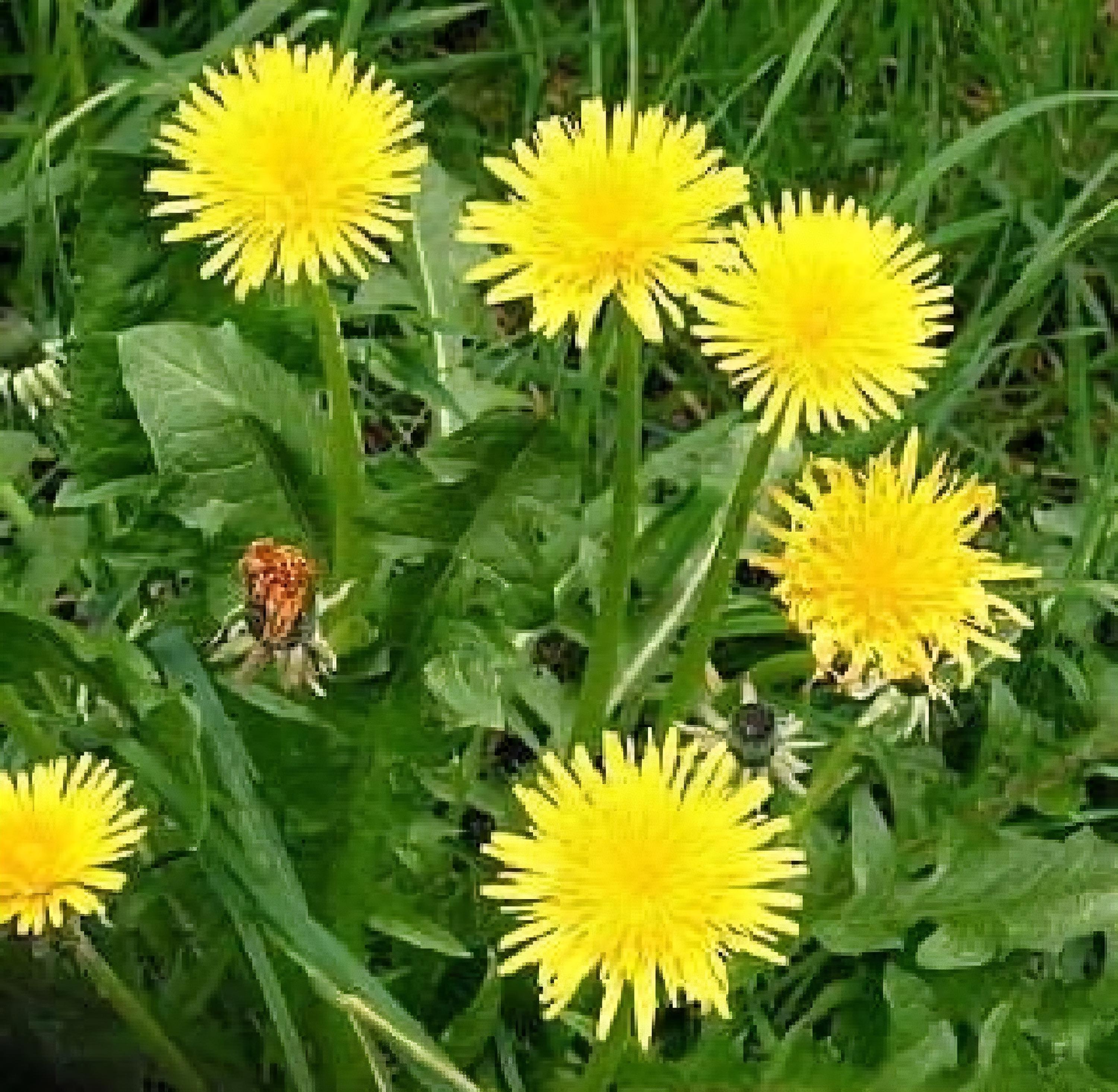 タンポポの種（Taraxacum officinale） - Etsy 日本