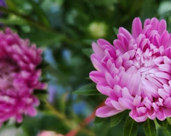Pink Aster Seeds