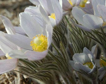 Pasque Flower (Anemone patens wolfgangiana) SEEDS, wind flower, pulsatilla pasque flower