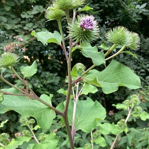 Puede incluir: Primer plano de una planta de bardana con hojas verdes grandes y cabezas florales espinosas y redondas. Algunas cabezas florales tienen flores moradas. Los tallos son de color púrpura rojizo, sobre un fondo verde borroso.