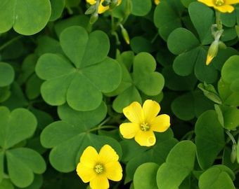 Vanlig gul träsyra, Oxalis (Oxalis stricta) FRÖN