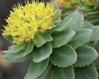 Sementes de Rhodiola russa, raiz-rosa (Rhodiola rosea)