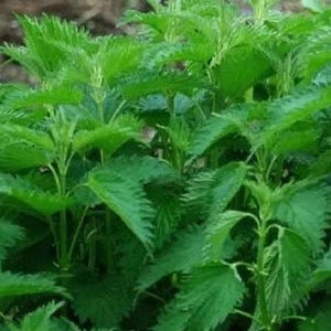 May include: Close-up of a cluster of bright green stinging nettle plants. The leaves have a serrated edge and are densely packed together. The image highlights the vibrant color and texture of the plant.
