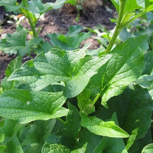 May include: Close-up of vibrant green leaves with textured surfaces. The leaves have prominent veins and are arranged in a lush, natural setting. The image captures the details of the plant's foliage, highlighting its fresh, healthy appearance.