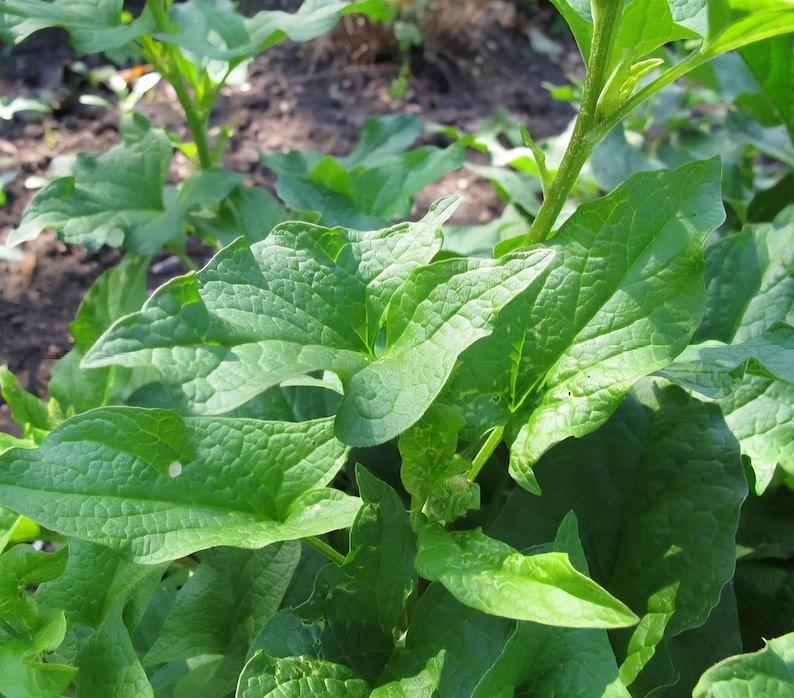 May include: Close-up of vibrant green leaves with textured surfaces. The leaves have prominent veins and are arranged in a lush, natural setting. The image captures the details of the plant's foliage, highlighting its fresh, healthy appearance.