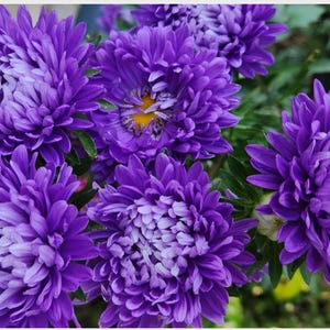Purple Aster Seeds