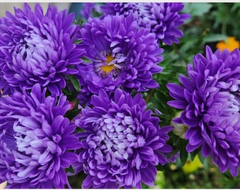 Purple Aster Seeds