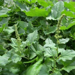 May include: Close-up of a lush green plant with large, textured leaves. Two tall, slender stalks with small, green buds rise from the foliage. The plant appears healthy and vibrant, with a variety of leaf shapes and sizes.